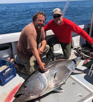 Maine Fishing Charters, Atlantic Bluefin Tuna